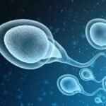 The Role of Genetics in Male Infertility
