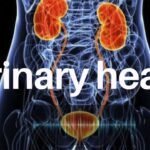 The Role of the Bladder in Urinary Health
