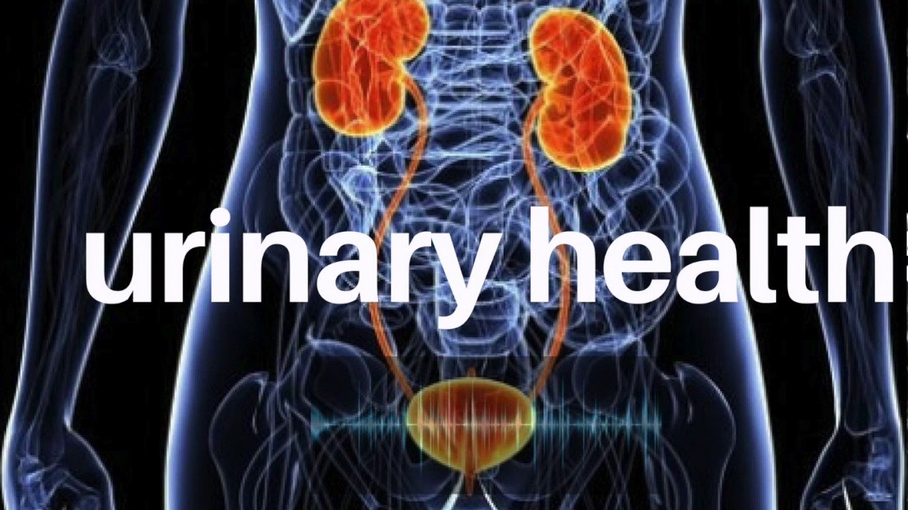 The Role of the Bladder in Urinary Health