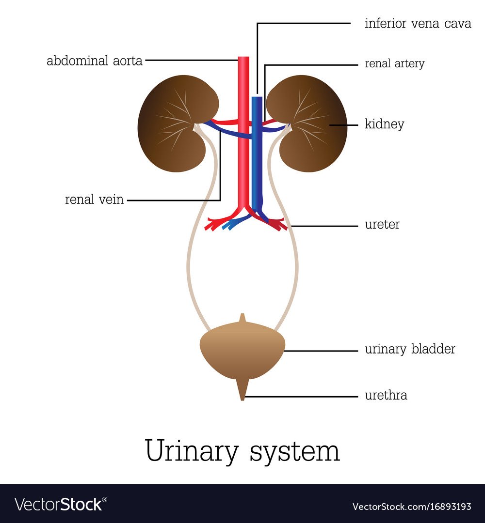 The Role of the Bladder in Urinary Health