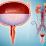 Understanding the Basics of Urology and Its Importance